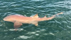 Nurse Shark in Crystal River